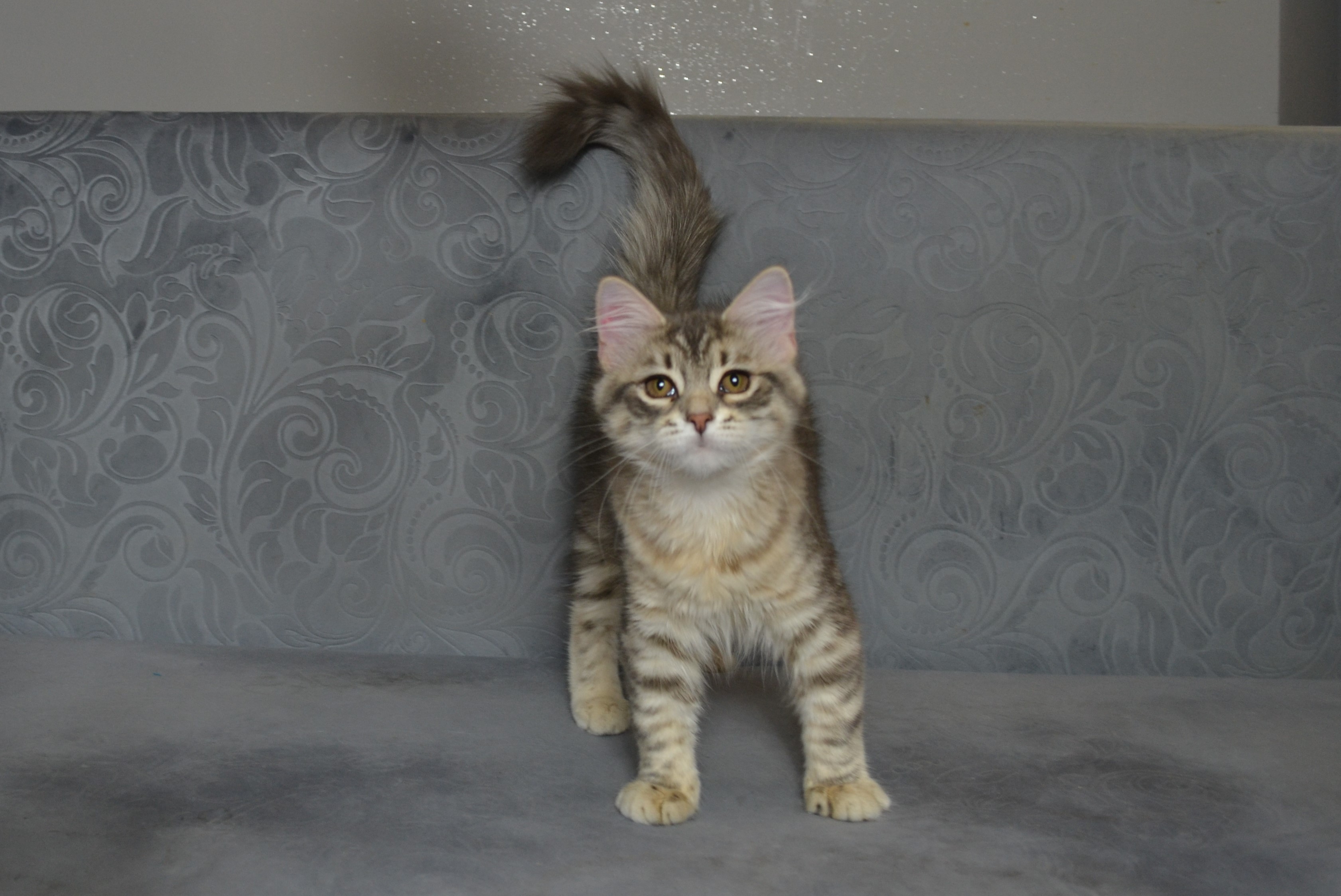 koty-syberyjskie-warszawa