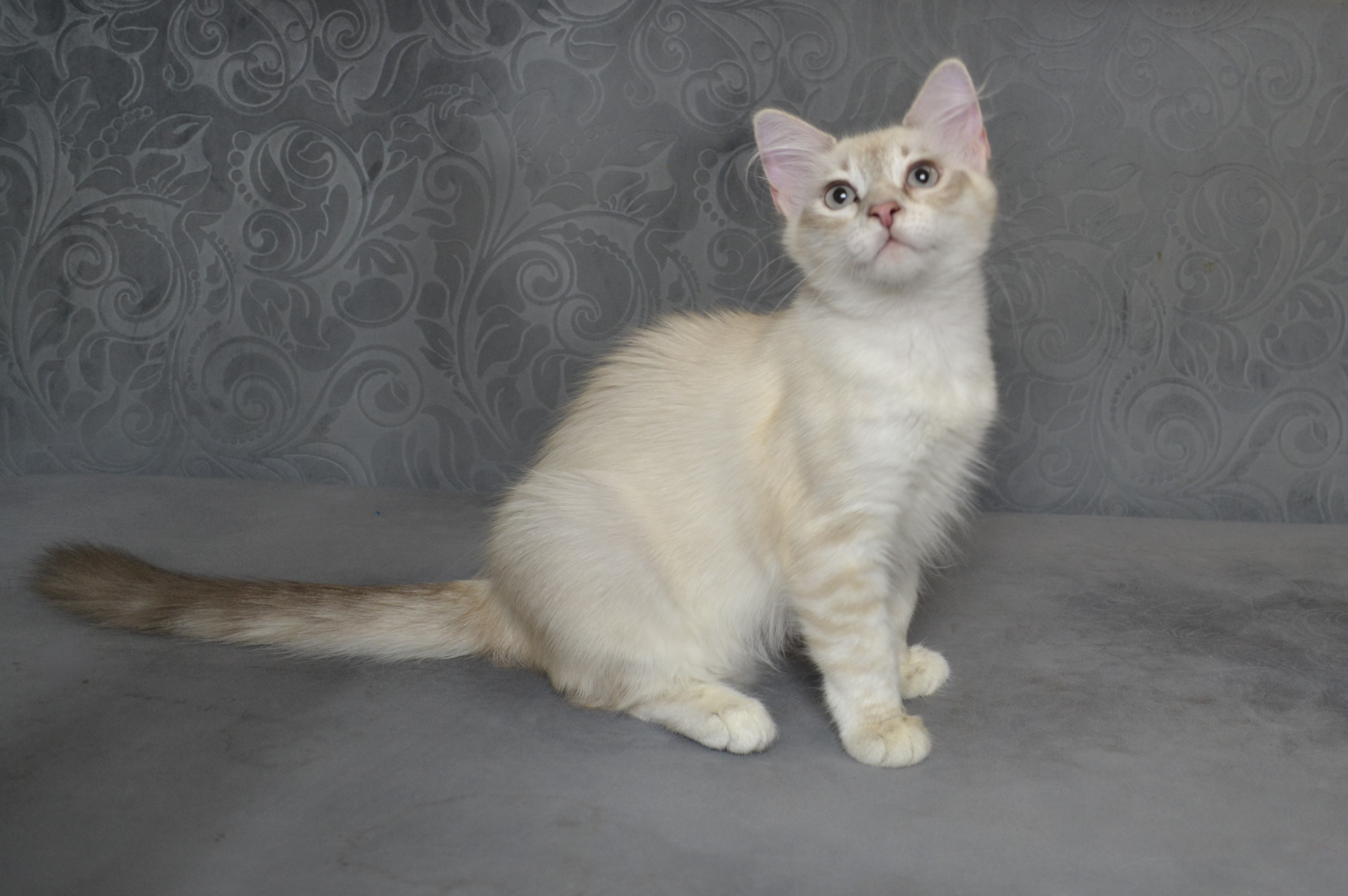 koty-syberyjskie-warszawa