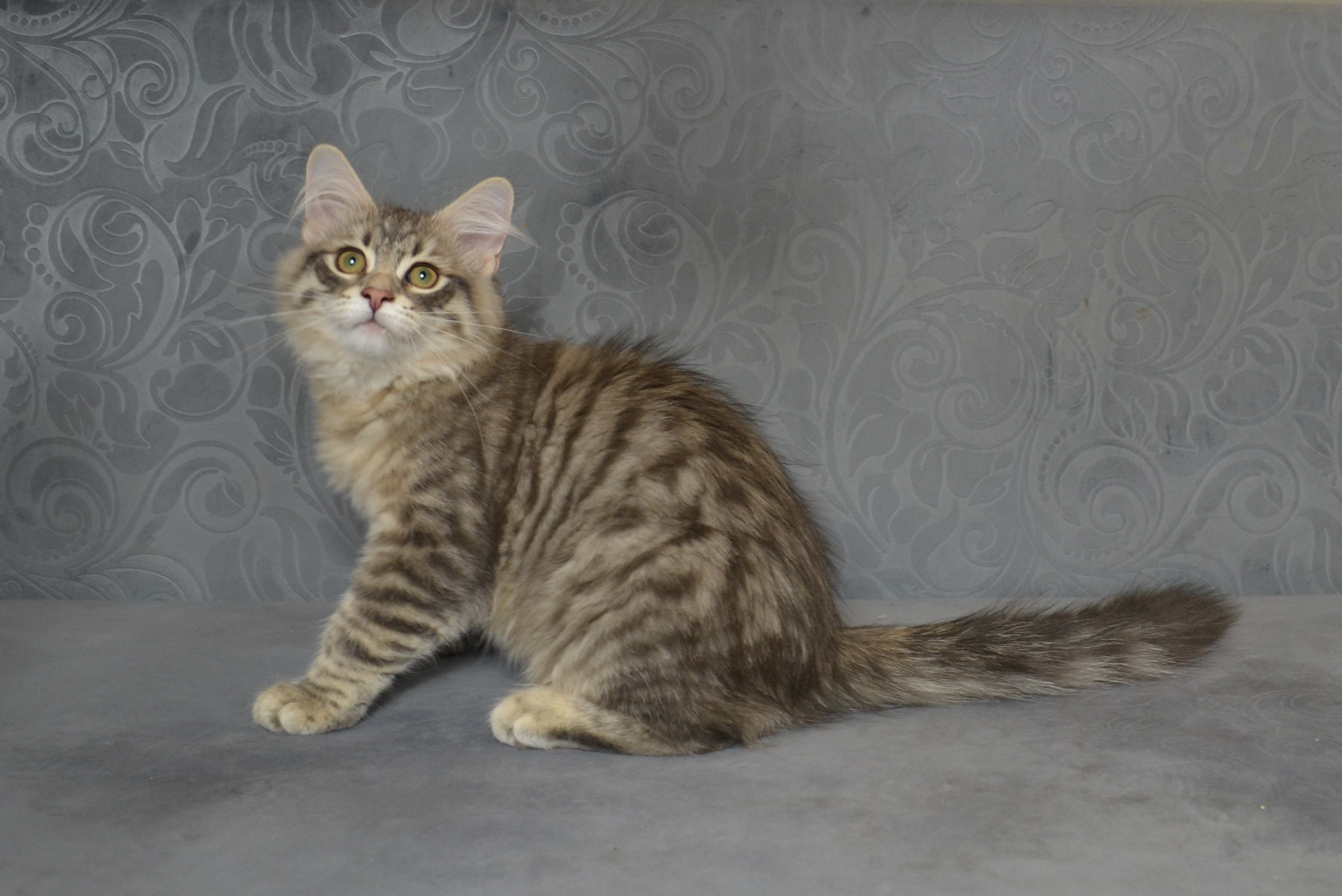 koty-syberyjskie-warszawa