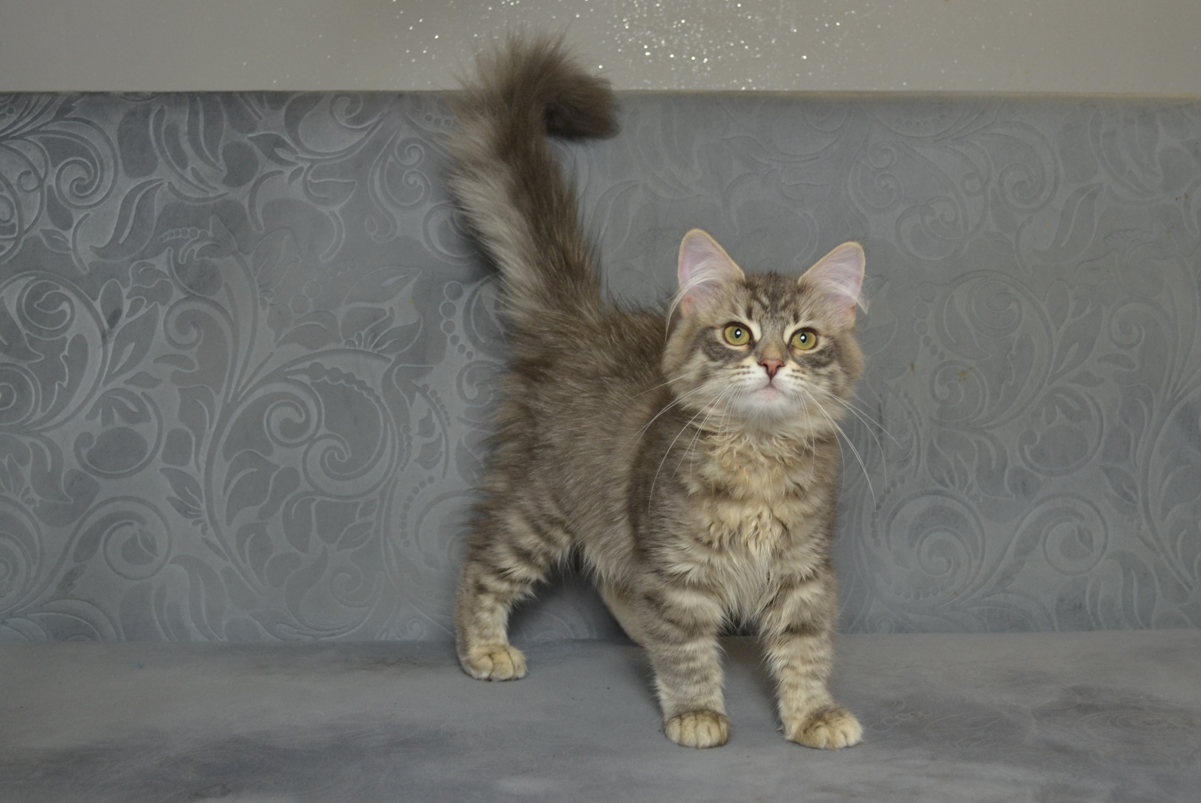 koty-syberyjskie-warszawa